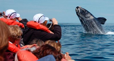 puerto pirámides, Temporada de Ballenas, turismo