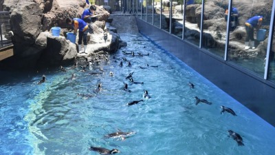 Los pingüinos que viajaron a Japón se adaptaron y comenzaron a reproducirse