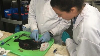 CIENCIA, medioambiente, peces, reproducción