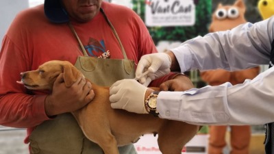 Laboratorio argentino, referente mundial en lucha contra la rabia