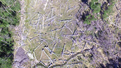 castores, drones, impacto ambiental, medioambiente, tala indiscriminada de árboles, Tierra del Fuego