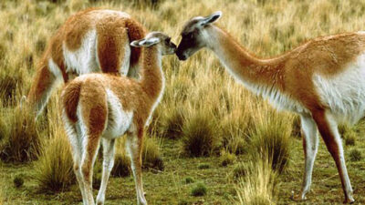 chubut, desarrollo sustentable, guanacos, medioambiente