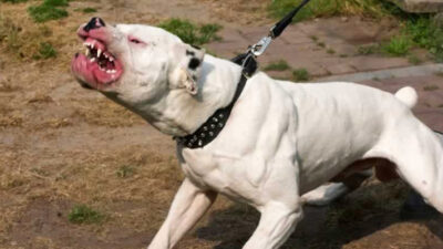 Una mujer fue atacada por tres perros en la zona oeste de Madryn