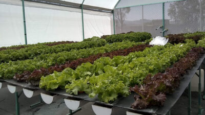 chubut, CIENCIA, hambre, Proyectos