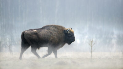 animales, Ecología-extincion, UICN