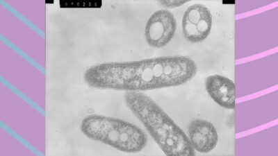 aceite natural, argentina, bacterias, CIENCIA, CONICET, medioambiente