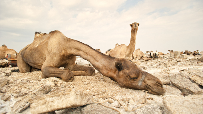 Miles de camellos mueren por comer plástico en el desierto