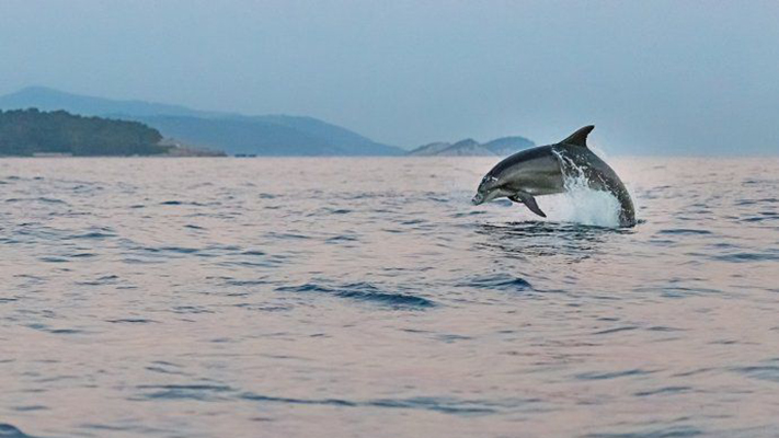 Declaran al delfín gris en categoría “peligro de extinción” en Sudamérica