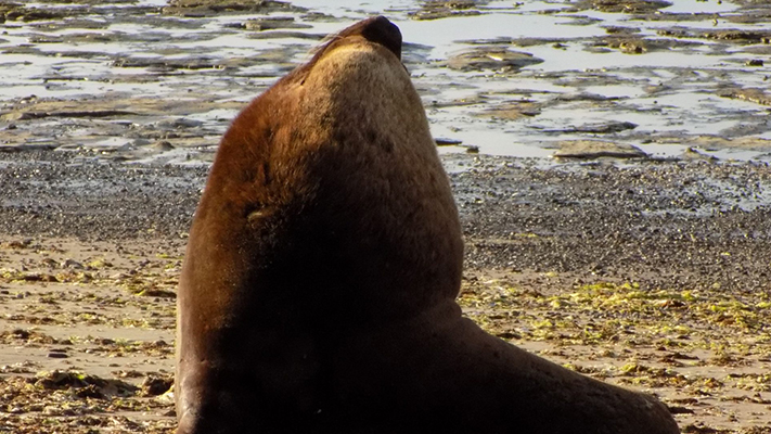 Recomendaciones frente a la presencia de lobos en la playa