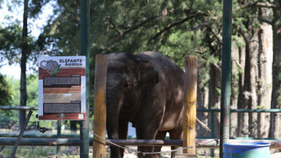 denuncias, Ecología, elefanta, lujan, muerte, sharima, zoo