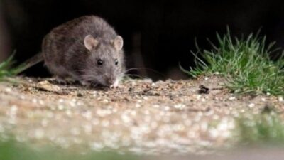 Aislado, Bariloche, hantavirus, joven, Patagonia, Primer caso