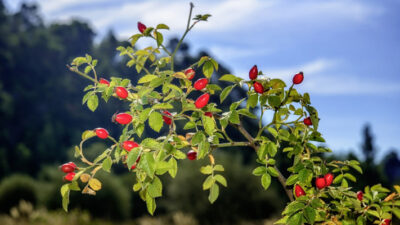 biocombustible, CIEFAP, INTA, Patagonia, plaga, planta, rosa mosqueta