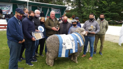 campeón supremo, campo, carnero, Comodoro Rivadavia, Exposición Rural