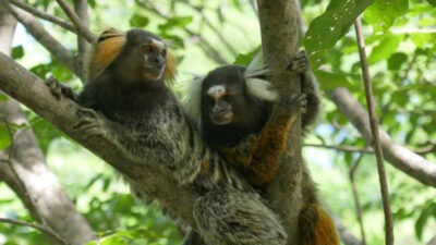 Etiquetas: CIENCIA, comportamiento, CONVERSACIONES, interacciones, investigación, MONOS, simios