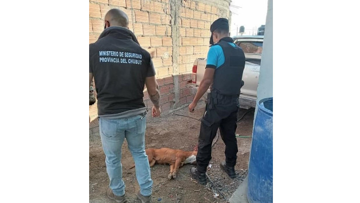 Madryn: denuncian que policías mataron a una perra en un allanamiento
