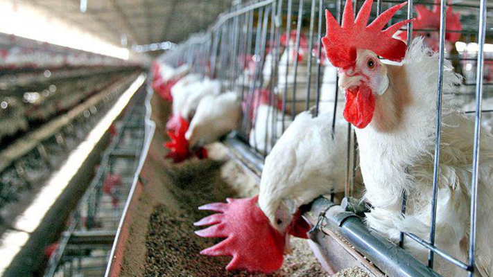 Nuevo caso de gripe aviar en Chubut