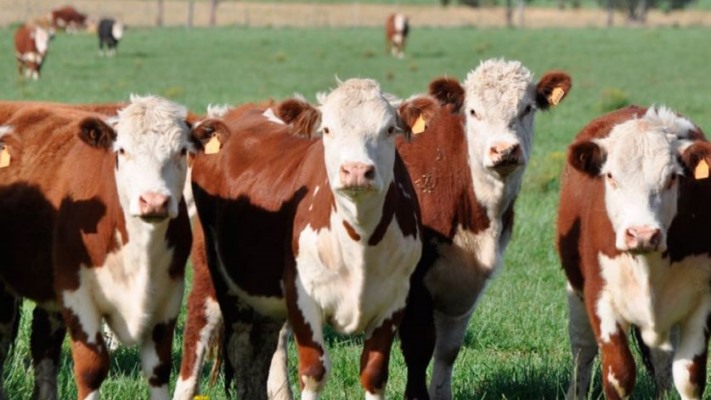 Argentina logró la reapertura del mercado para exportar bovinos a Uruguay