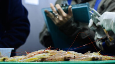 chubut, científicos, distribución, Golfo San Jorge, INIDEP, Juan de la Garza, langostino, relevamiento