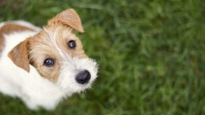 Animalito, comportamiento, Perro