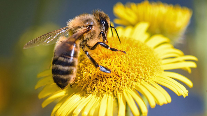 Descubren microplásticos  en el cuerpo de las abejas