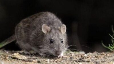 chubut, Comarca Andina, hantavirus, Lago Puelo, Muerto