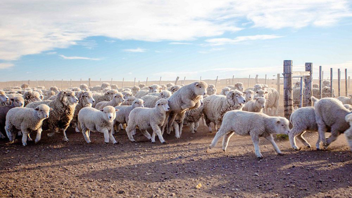 Ganaderos patagónicos piden prorrogar la Ley Ovina