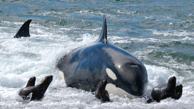 chubut, Madryn, orcas, peninsula, temporada