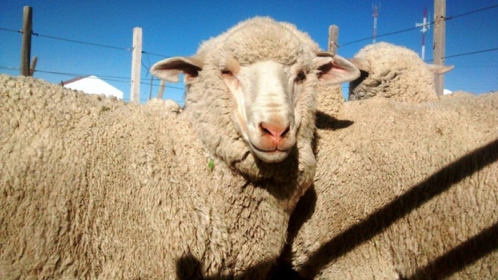 Chubut: Cada mes se cierra un campo y cae la producción