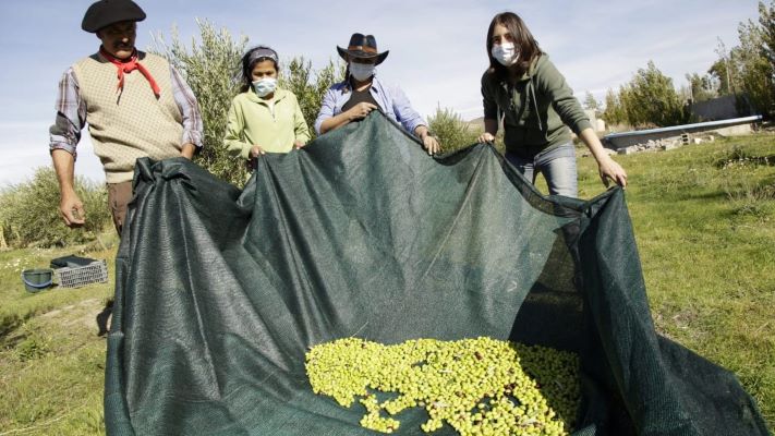 Convocan a una nueva capacitación sobre cultivo de olivos