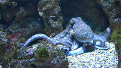 animales, naturaleza, Pulpo, Vida marina