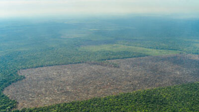 Etiquetas: amazonia, desmonte, Ecología