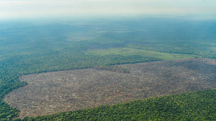 En 2020, la Amazonia sufrió el tercer desmonte más grande de toda su historia