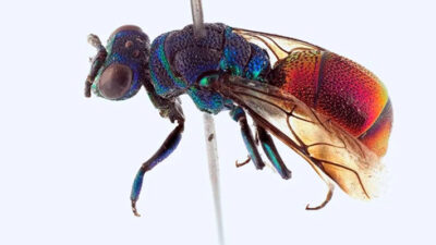 Descubren una nueva especie de avispa que vive en Noruega