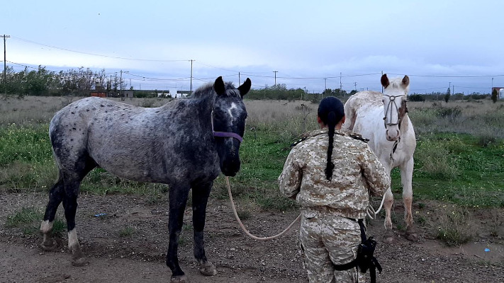 Madryn: «Demoran» a dos caballos por deambular en la vía pública