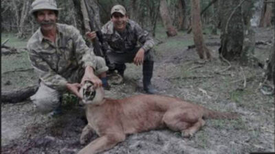 cazador, Corrientes, Ecología, puma
