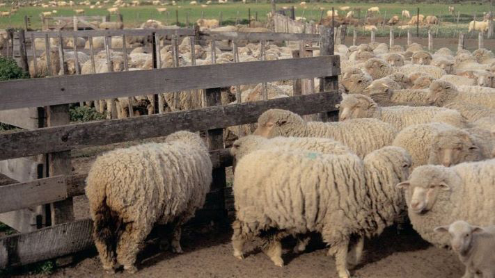 El 40 por ciento de la lana no salió de Chubut por los bajos precios