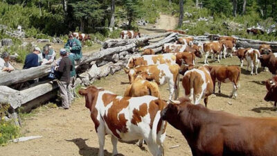 Futaleufú: Productores buscan subsistir ante el aumento de insumos en dólares