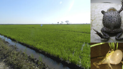 agroquímicos, CIENCIA, Ecología, PESTICIDAS, salud