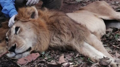 caza ilegal, drones, Ecología, trafico de animales, Uganda