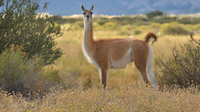 ciervo colorado, Ecología, guanaco, La Pampa