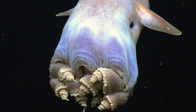 CIENCIA, nueva especie, Pulpo, pulpo dumbo