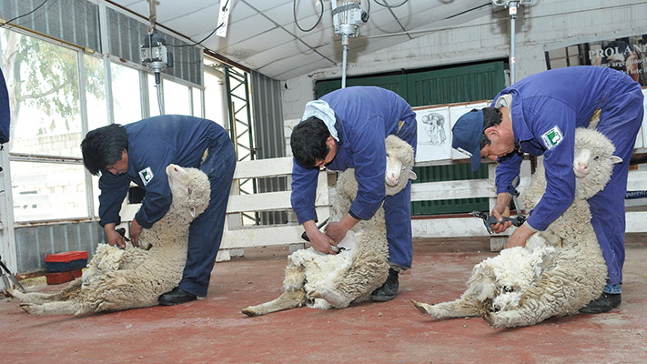 Provincias patagónicas piden reducir las retenciones a las exportaciones de lanas