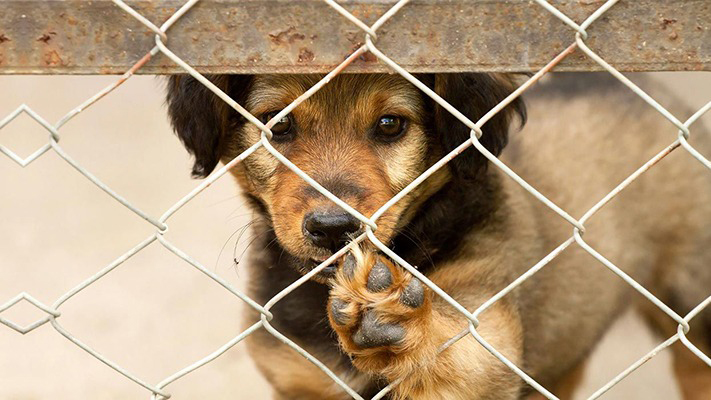 Por la pandemia, aumentó la adopción de mascotas