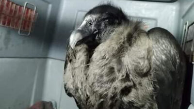 cóndor andino, epuyén, fauna chubut