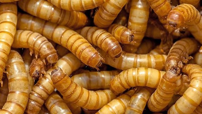 Europa autorizó el consumo de los gusanos de la harina