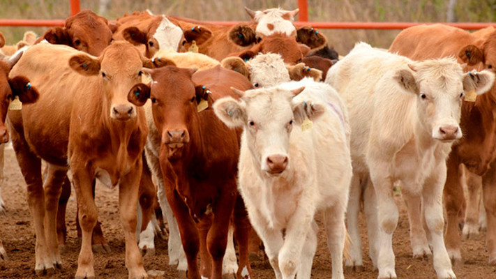 Chubut: Buscan reemplazar producción ovina por bovina en algunos campos
