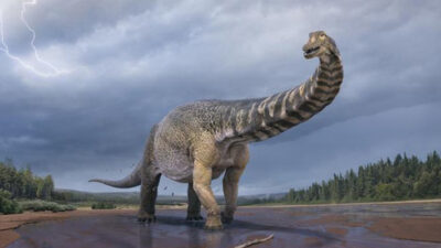 Australotitan, Ecología, nuevo dinosaurio, titan meridional