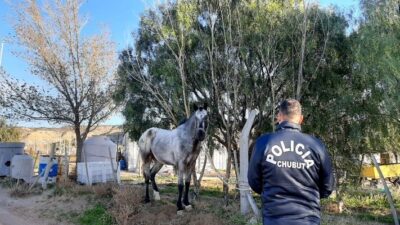 Madryn: detienen a caballo que rompía alambrados en el Parque Agroforestal