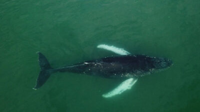 ballena jorobada, Ecología, San Antonio, turismo