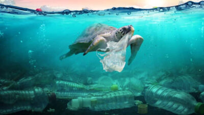 contaminación marina, Ecología, plástico